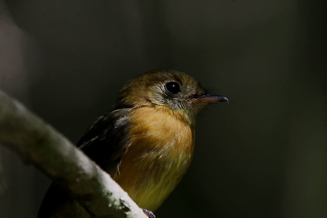 Sulphur-rumped Flycatcher - ML635788041