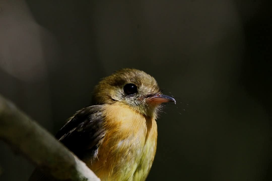 Sulphur-rumped Flycatcher - ML635788043