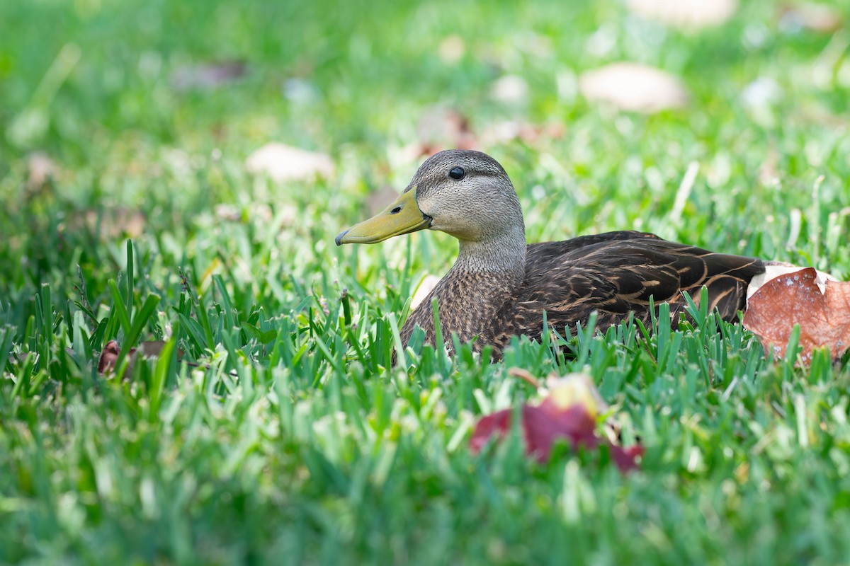 Mottled Duck - ML635788073