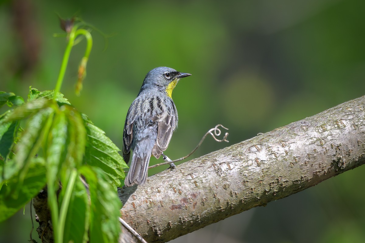 Kirtland's Warbler - ML635788140