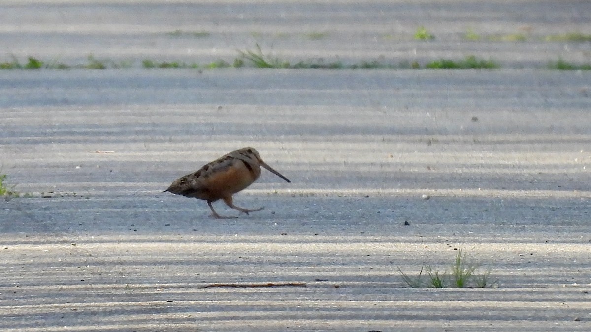 American Woodcock - ML635788394