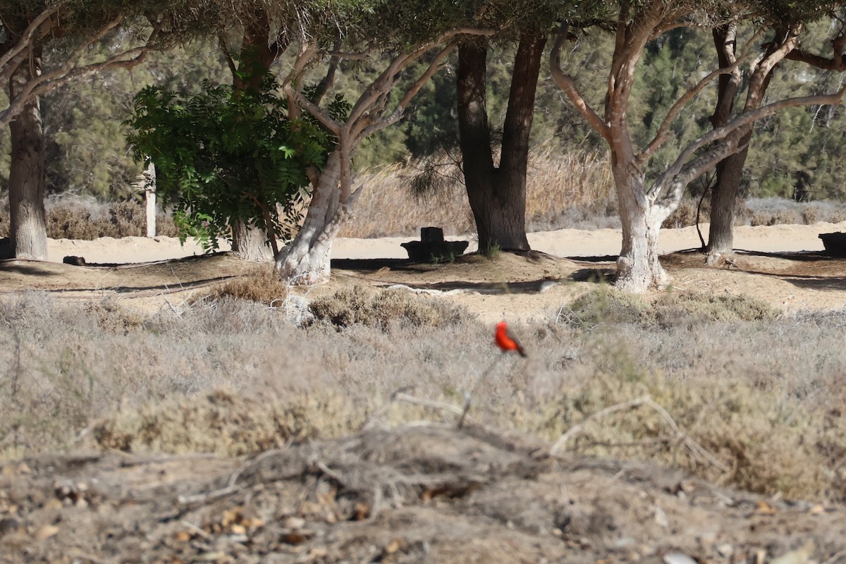 Vermilion Flycatcher - ML635788416