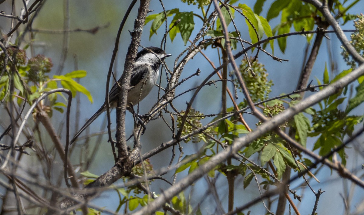 Black-capped Chickadee - ML635788452