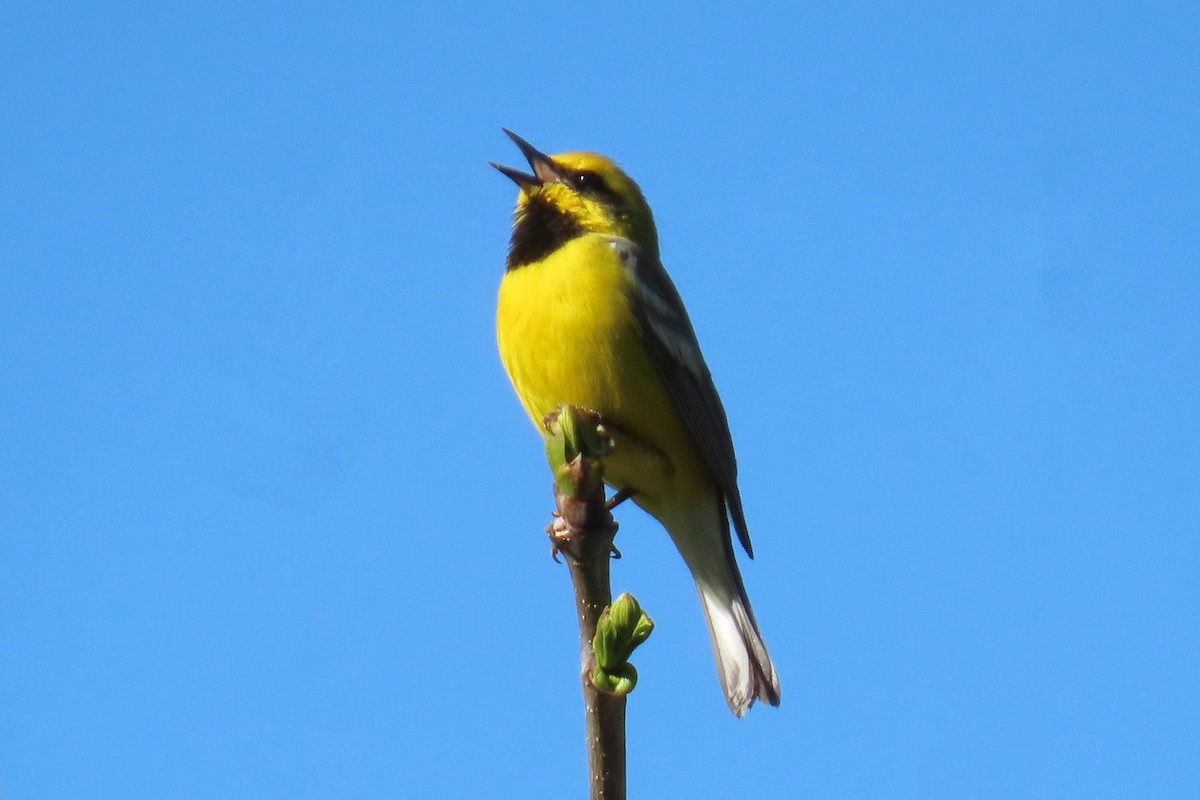 Golden-winged x Blue-winged Warbler (hybrid) - ML635788465