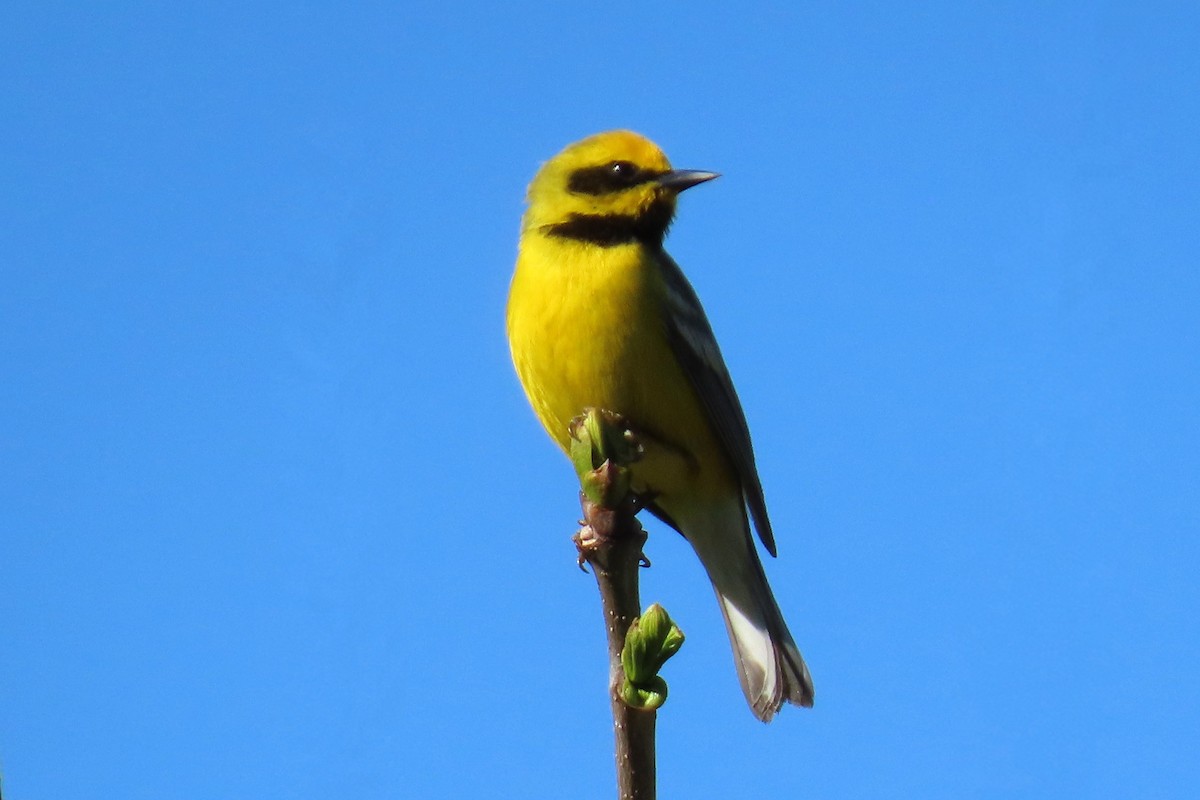 Golden-winged x Blue-winged Warbler (hybrid) - ML635788467