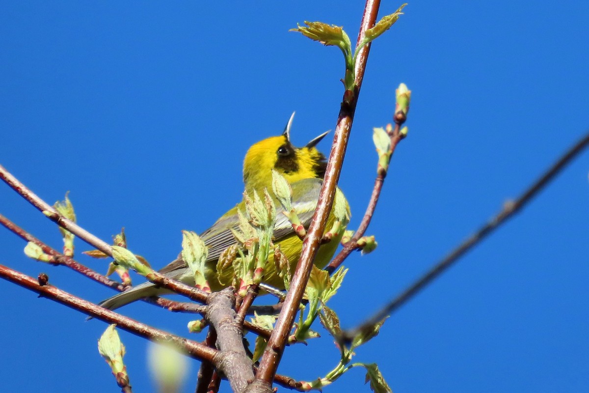 Golden-winged x Blue-winged Warbler (hybrid) - ML635788468