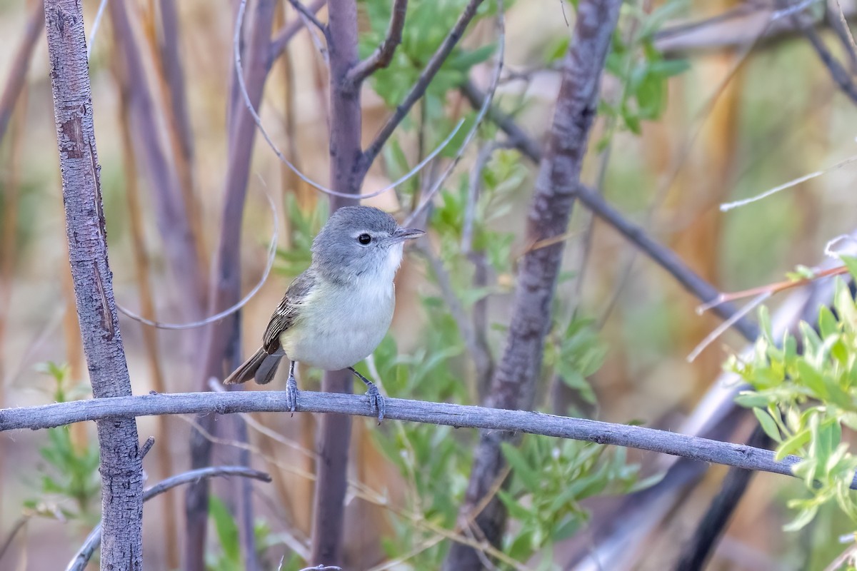 Bell's Vireo - Kalpesh Krishna