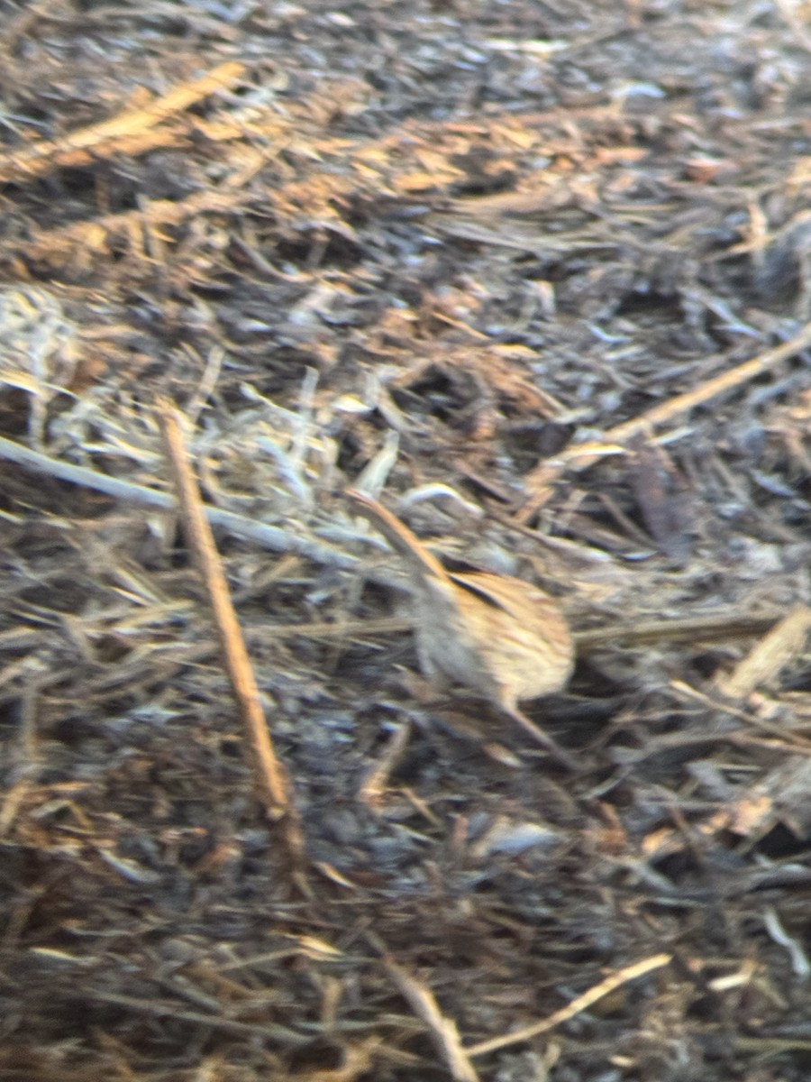 Song Sparrow (fallax Group) - ML635788668