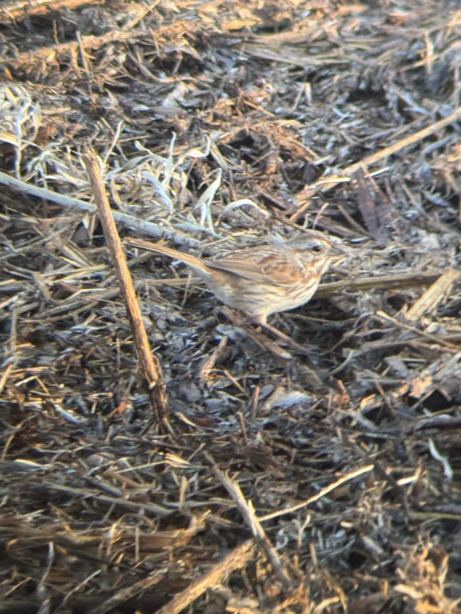 Song Sparrow (fallax Group) - ML635788669