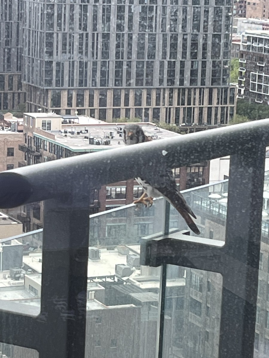 American Kestrel - ML635788700