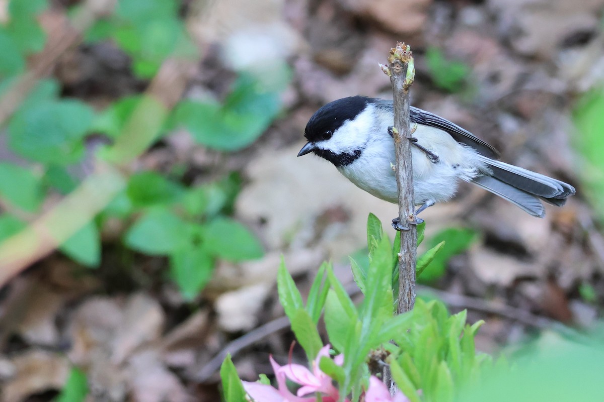 Black-capped Chickadee - ML635788708