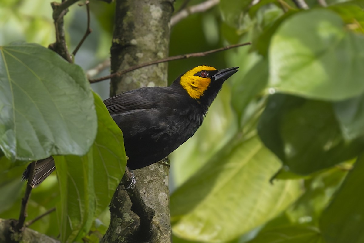 Black-billed Weaver - ML635788774