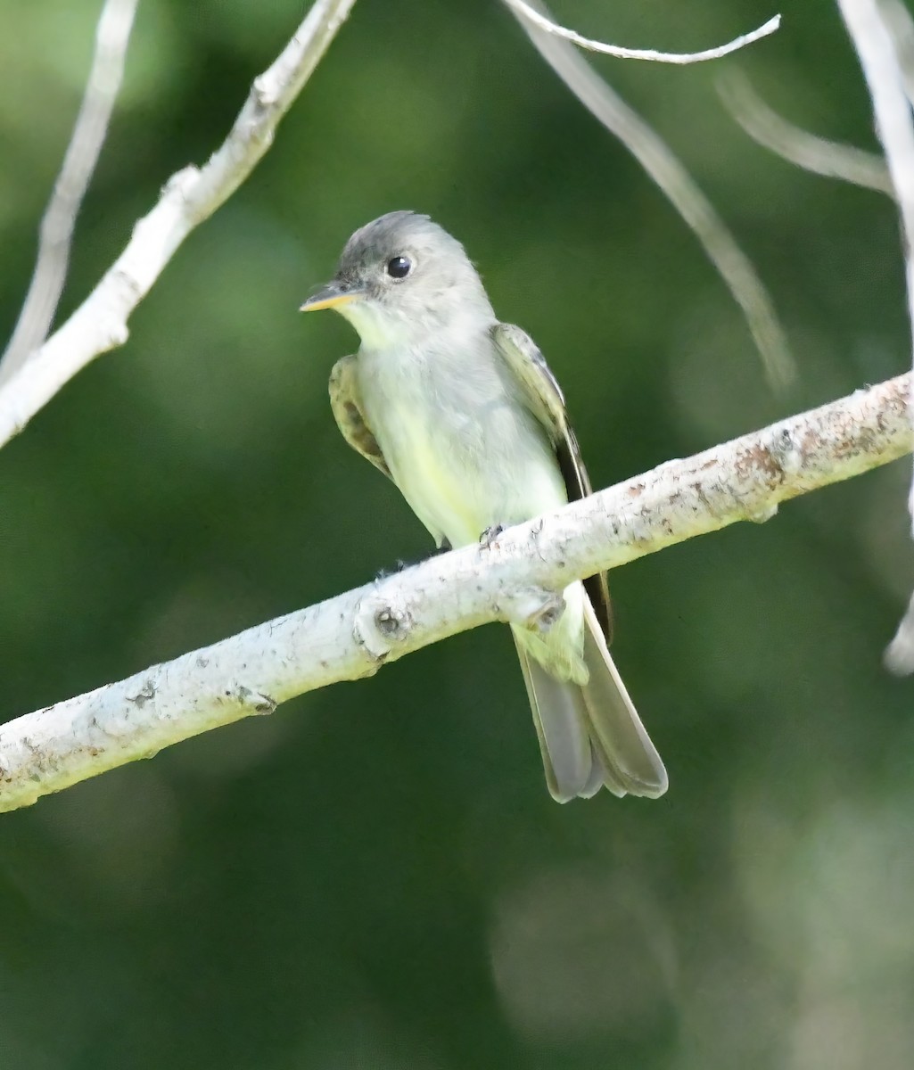 Eastern Wood-Pewee - ML635788850