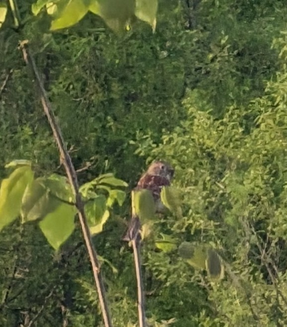 Indigo Bunting - ML635788977