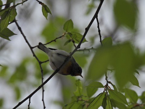 アサギアメリカムシクイ - ML635789019