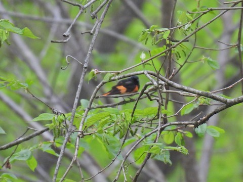 ハゴロモムシクイ - ML635789022