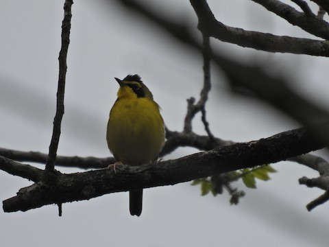 メガネアメリカムシクイ - ML635789029