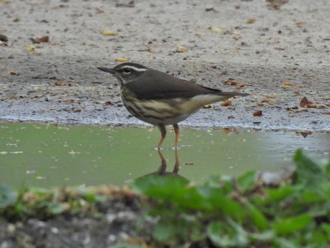 ミナミミズツグミ - ML635789030