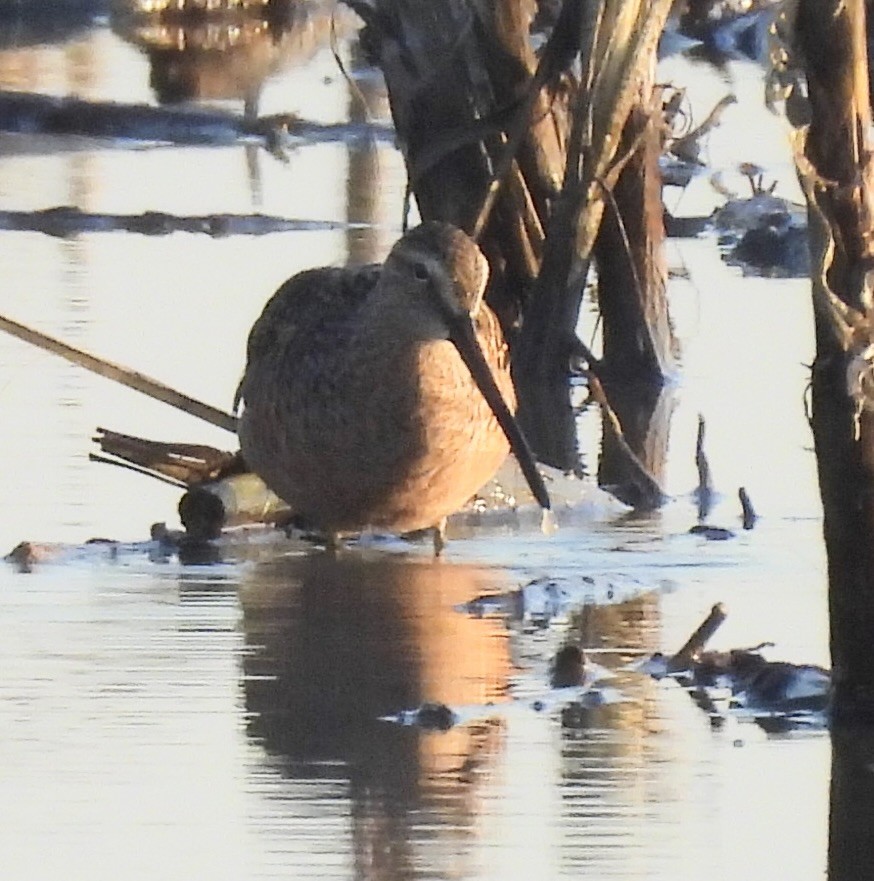 Хараалжин цууцил - ML635789033