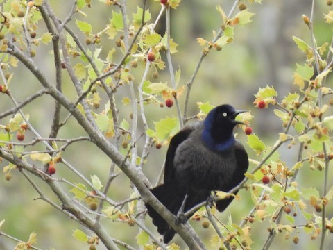 オオクロムクドリモドキ - ML635789034