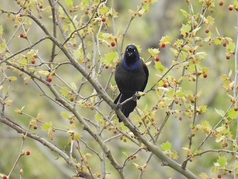 オオクロムクドリモドキ - ML635789035