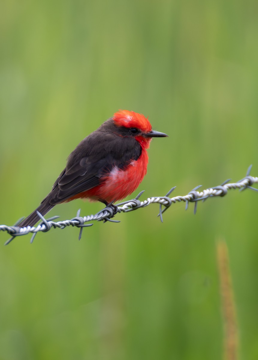 Vermilion Flycatcher (obscurus Group) - ML635789040