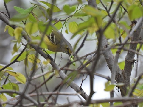 メジロモズモドキ - ML635789049