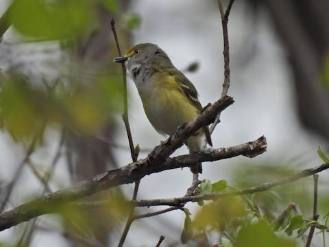 メジロモズモドキ - ML635789050