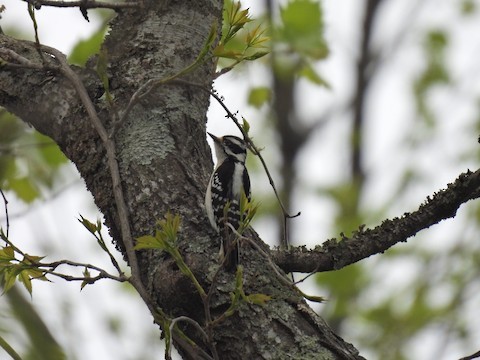 セジロコゲラ - ML635789052