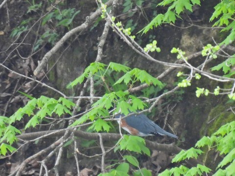 アメリカヤマセミ - ML635789057