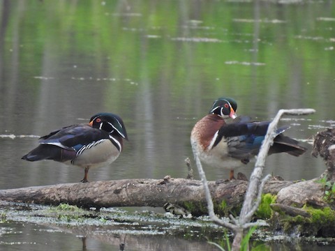 アメリカオシ - ML635789063