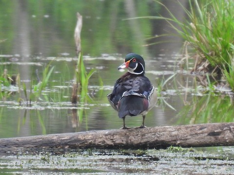 アメリカオシ - ML635789066