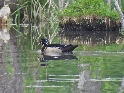 アメリカオシ - ML635789068