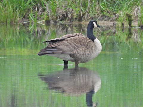 カナダガン - ML635789070