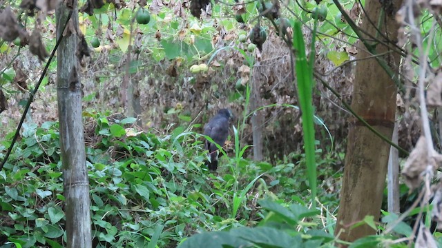 Hook-billed Kite - ML635789129