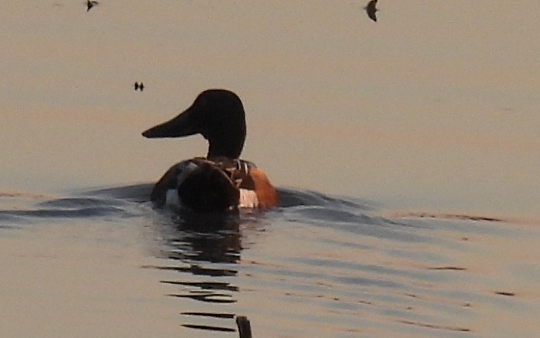 Халбага нугас - ML635789133