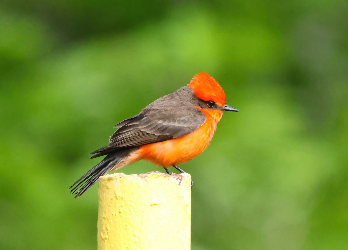 Vermilion Flycatcher - ML635789177