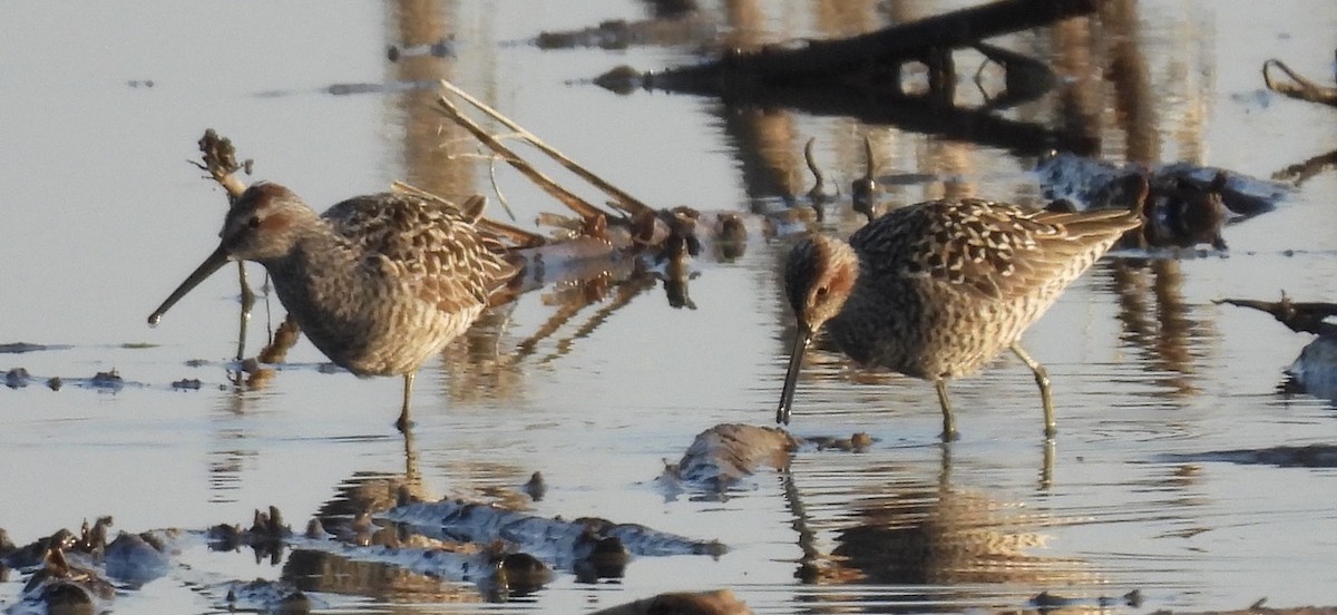 Stilt Sandpiper - ML635789189
