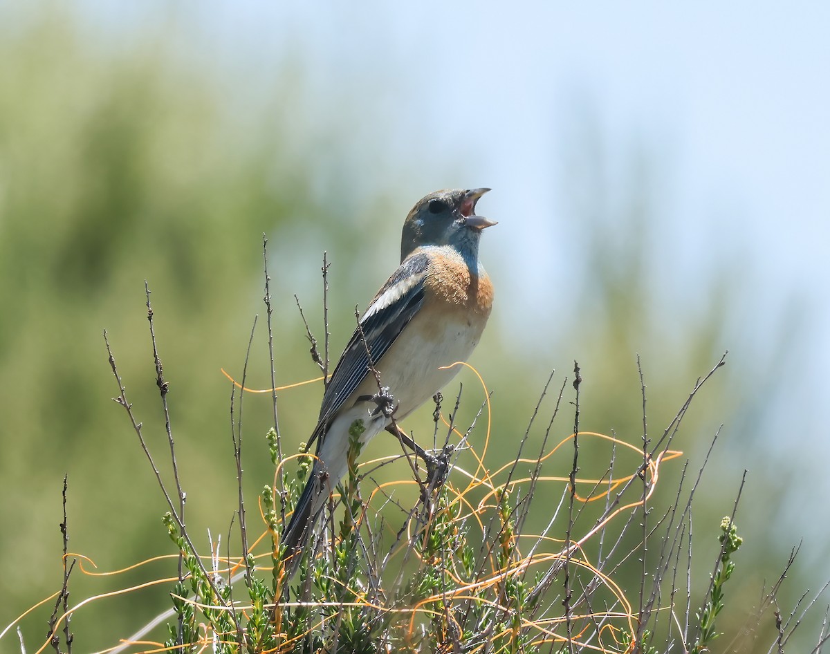 Lazuli Bunting - ML635789223