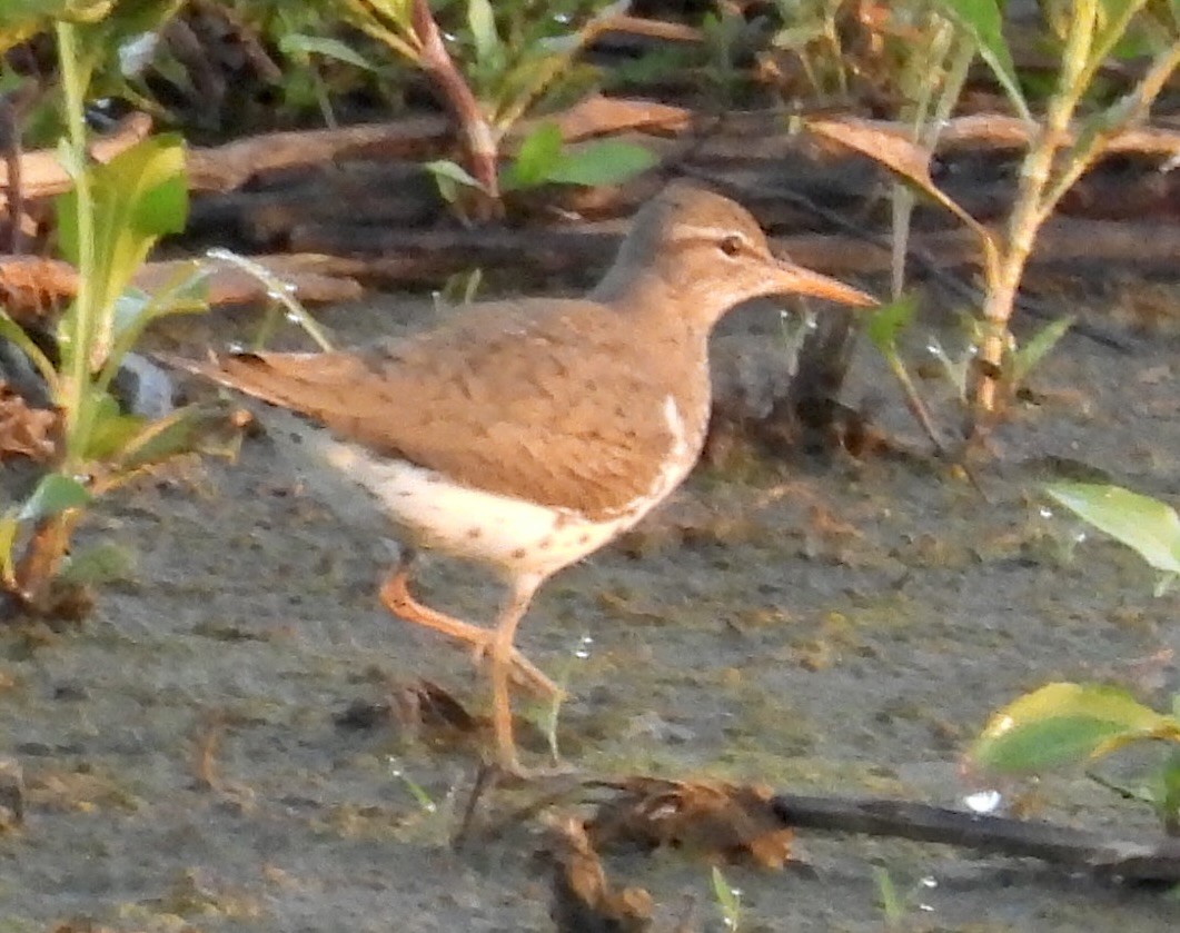 Spotted Sandpiper - ML635789315