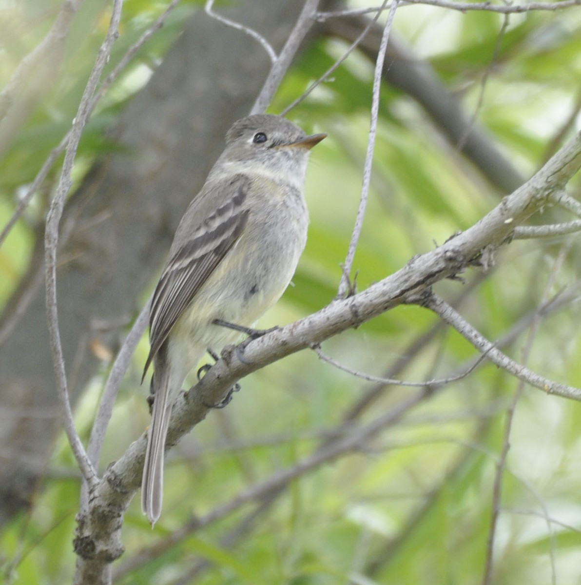 Dusky Flycatcher - ML635789320