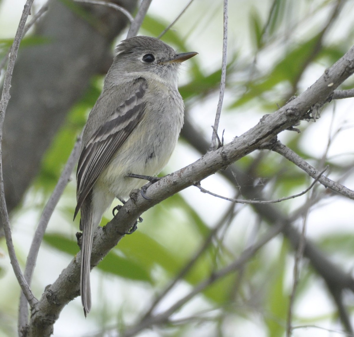 Dusky Flycatcher - ML635789322