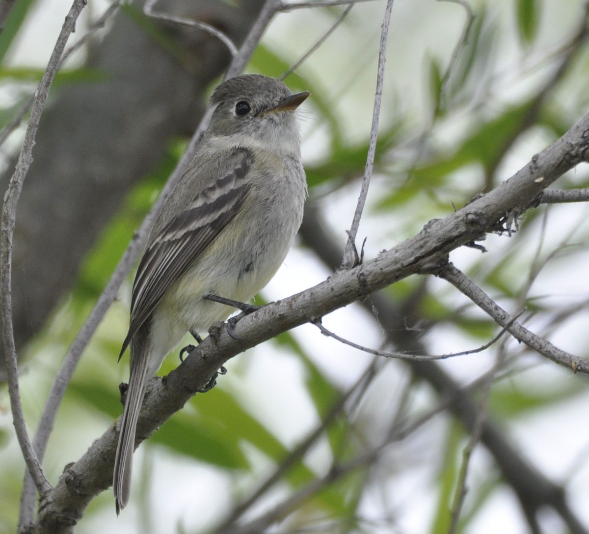 Dusky Flycatcher - ML635789323
