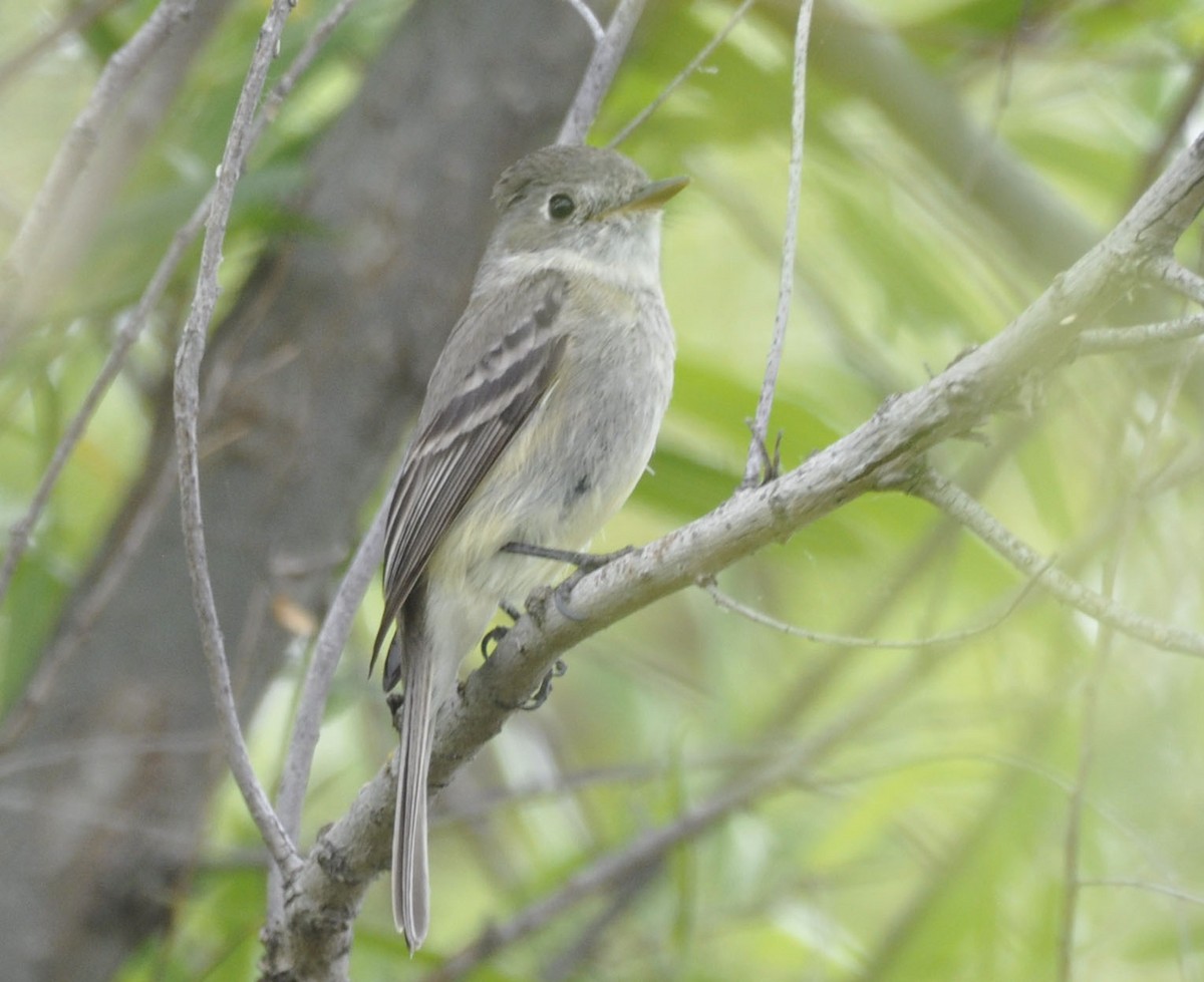 Dusky Flycatcher - ML635789324