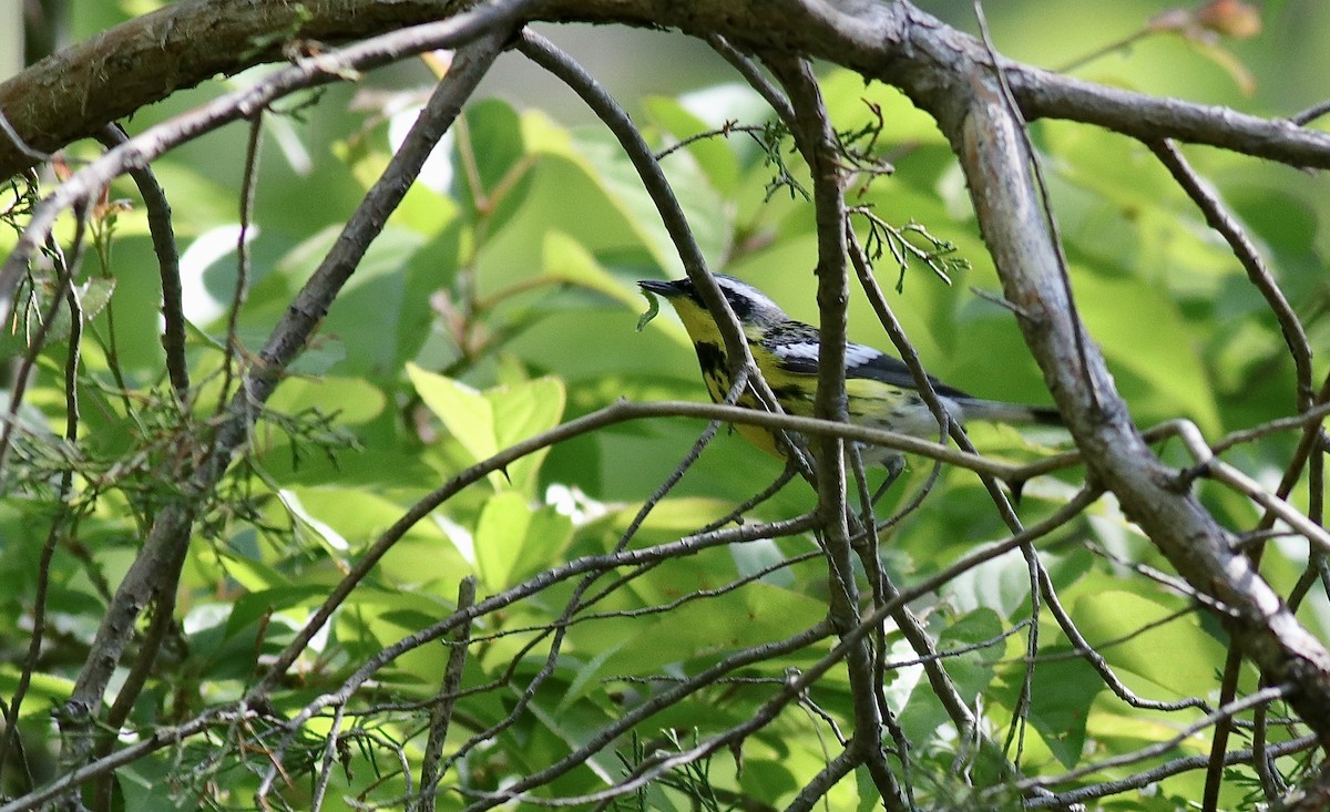 Magnolia Warbler - ML635789437