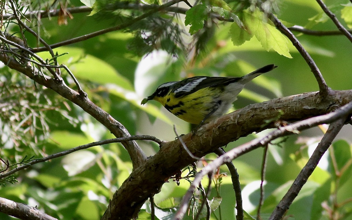 Magnolia Warbler - ML635789445