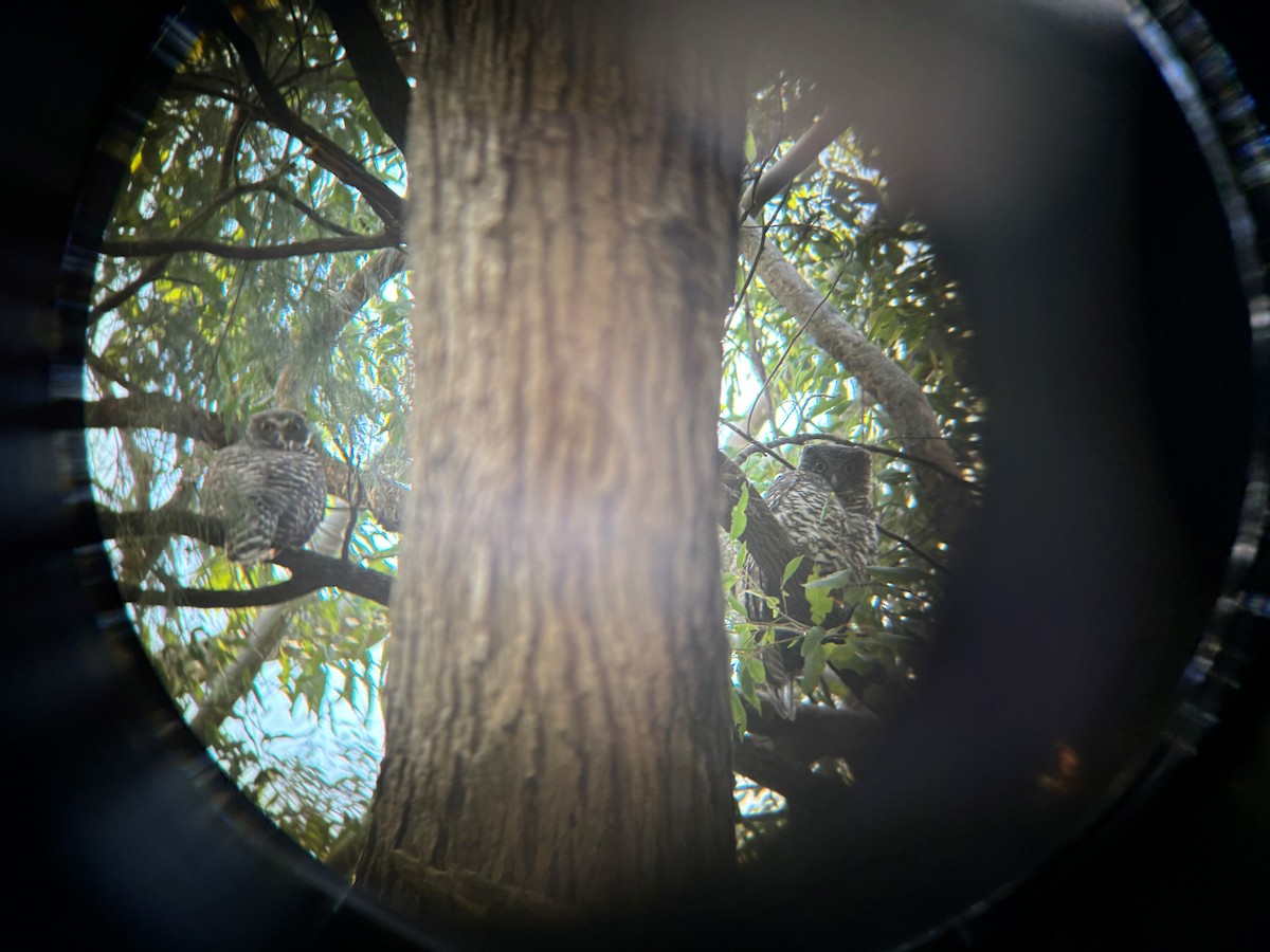 オニアオバズク - ML635789478