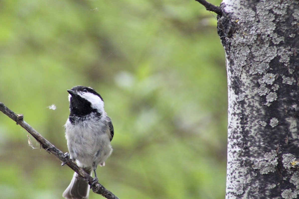 Black-capped Chickadee - ML635789549