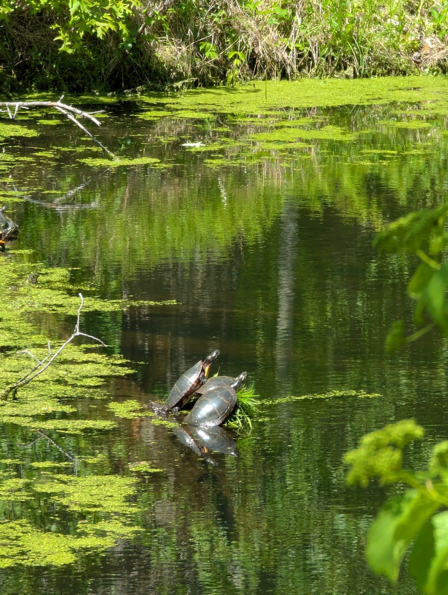 Animals - ML635789570