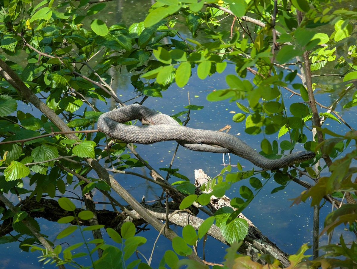 Animals - ML635789571